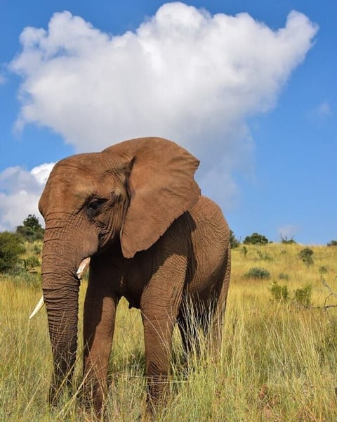 African elephant in grassland